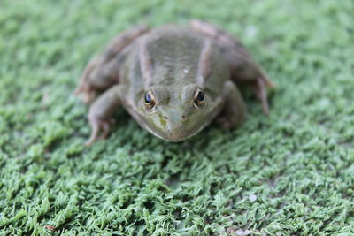 Close-up portrait of a frog