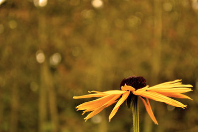 Close-up of yellow flower