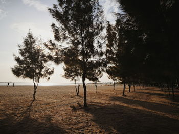 Trees on sand against sky