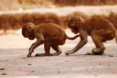 Side view of a monkeys on land