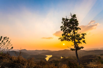 Tree against sky during sunset