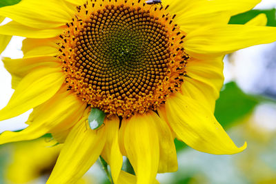 Close-up of yellow sunflower