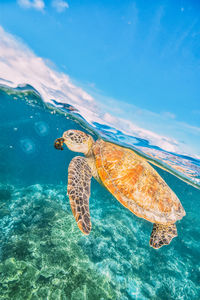 Green sea turtle eating algae in the great barrier reef