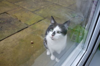 High angle portrait of cat seen through glass