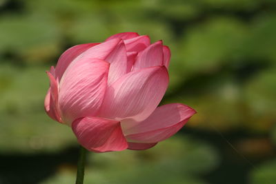 Close-up of pink lotus water lily