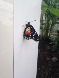 Close-up of butterfly