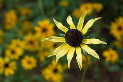 Close-up of yellow flower blooming in field