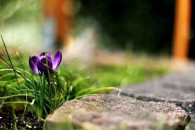 Close-up of purple crocus flower on field