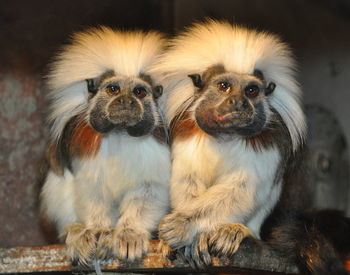 Cotton-top tamarins