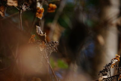 Close-up of dry plants