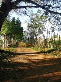 Empty road along trees