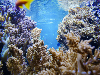 Close-up of jellyfish swimming in sea