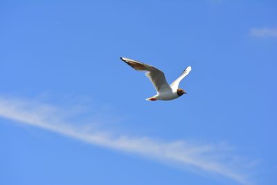 Low angle view of seagull flying against blue sky