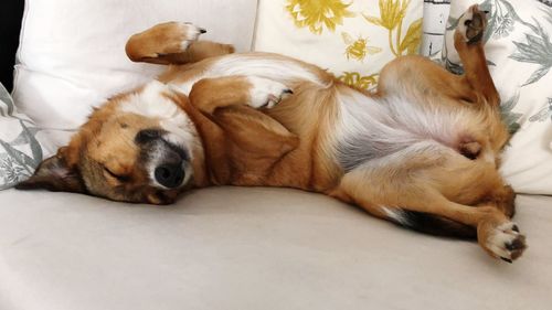 Close-up of a dog sleeping