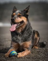 Dog looking away while sitting outdoors