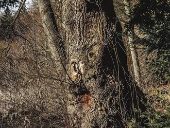 Full frame shot of trees