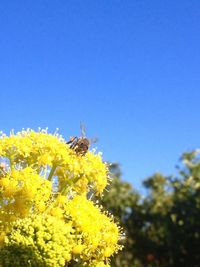 Close-up of yellow flowers against blue sky