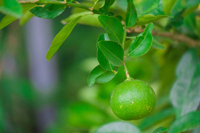 Close-up of fruit growing on plant