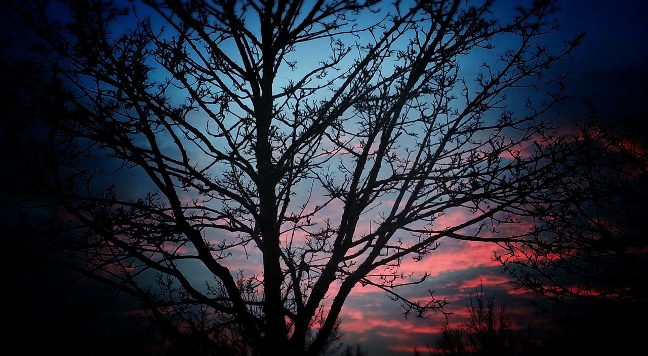silhouette, tree, low angle view, sky, branch, beauty in nature, sunset, nature, tranquility, growth, scenics, bare tree, tranquil scene, dusk, outdoors, cloud - sky, idyllic, no people, blue, cloud