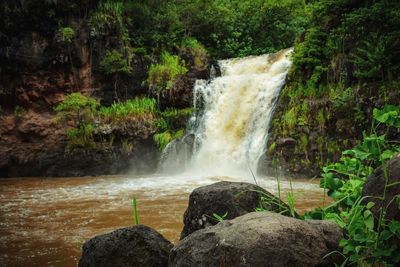 Scenic view of waterfall in forest