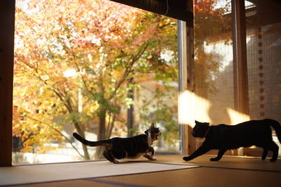 A brown tabby and a black cat playing against background of autumn leaves