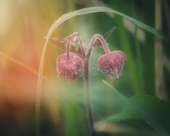 Close-up of flower against blurred background