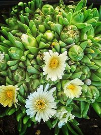 Close-up of white flowering plants