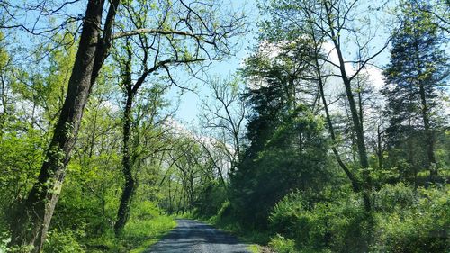 Road amidst trees in forest