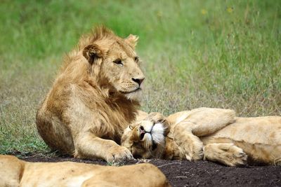 Lion relaxing in a field