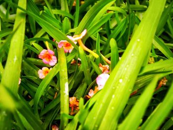 Close-up of plants growing outdoors