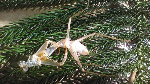 Close-up of plant