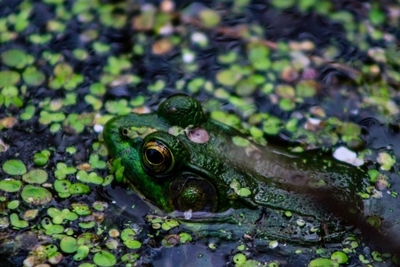 Close-up of frog in lake