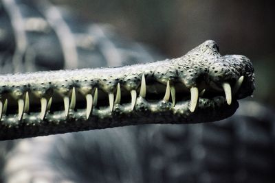 Close-up of caiman teeth