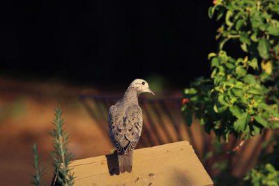 Close-up of bird perching on wood