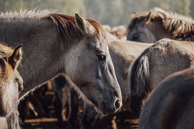 Horses in ranch