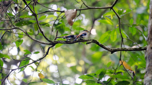 Low angle view of bird perching on tree