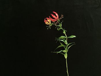 growth
