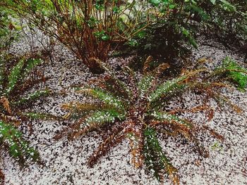 High angle view of plant growing on field