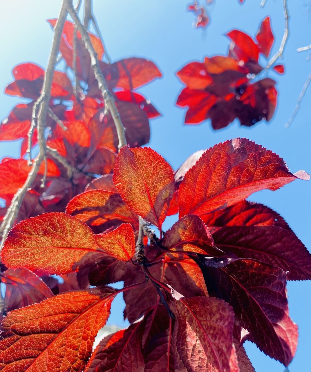 red, leaf, autumn, plant part, plant, nature, flower, tree, beauty in nature, no people, maple, sky, close-up, petal, maple leaf, outdoors, day, blue, growth, branch