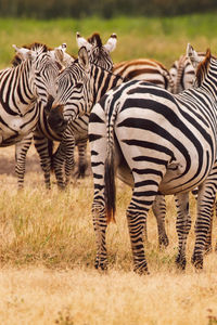 Zebra standing on field