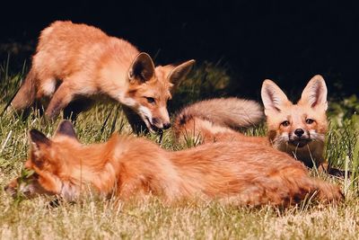 Foxes on ground in forest