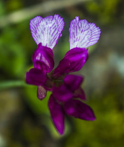 Close-up of purple flower