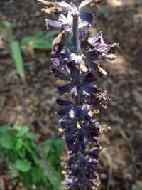 Close-up of purple flowers