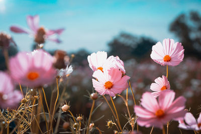 Close-up of pink flowering plants