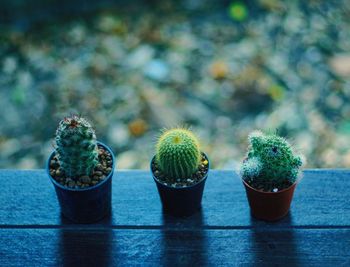 Close-up of cactus potted plant on table