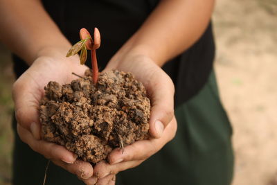 Midsection of person holding sapling in soil