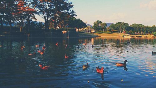 Bird swimming in lake