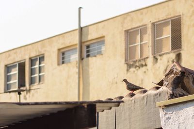 Mourning dove perching on roof