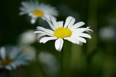 Close-up of white daisy