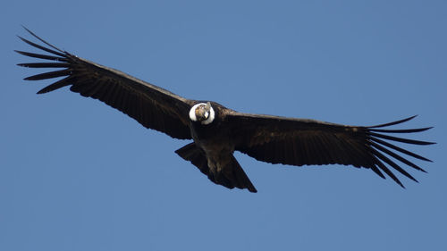 Low angle view of eagle flying in sky